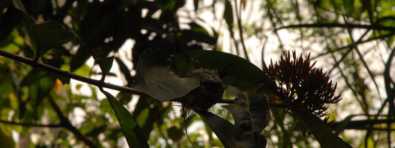 Excursión Observación de aves