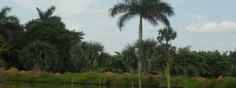 Visit to a Cuban farm