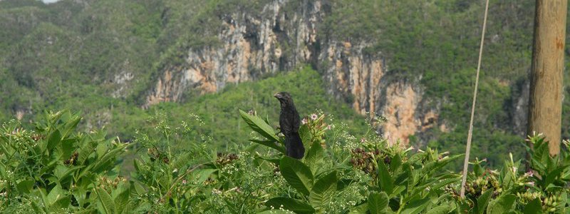 Observation des oiseaux