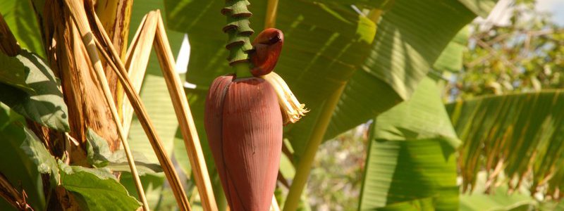 Havana-Vinales interactif (PRIVÉ)