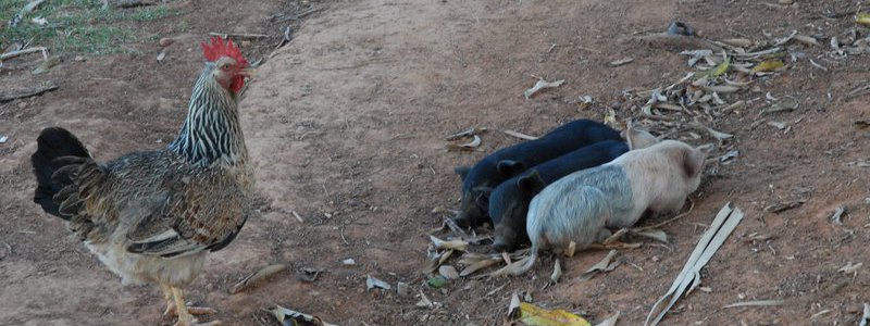 Visit to a Cuban farm