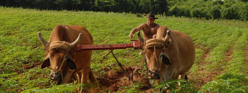 Visit to a Cuban farm