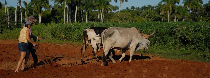 Visita a una finca cubana