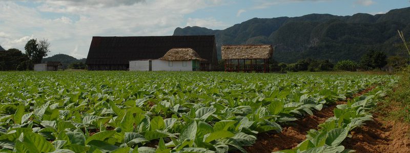 Découvrir Viñales (séjour d’une nuit)