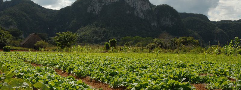 Caminata por el Valle de Viñales (PRIVADA)