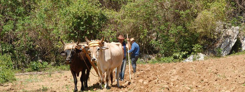 Caminata por el Valle de Viñales (PRIVADA)