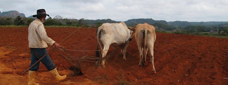 Cuban farm Tour (PRIVATE)