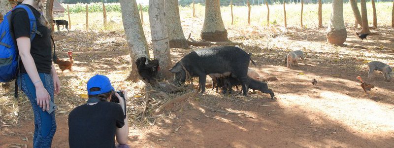 Visite dans une ferme cubaine