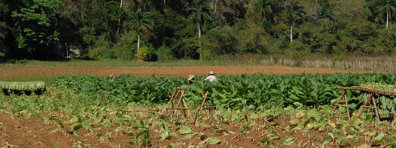 The Secretes of the tobacco