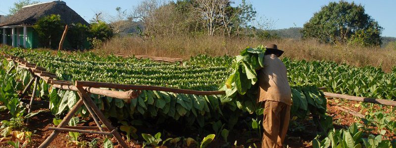 The Secretes of the tobacco