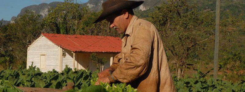 Por los secretos del tabaco