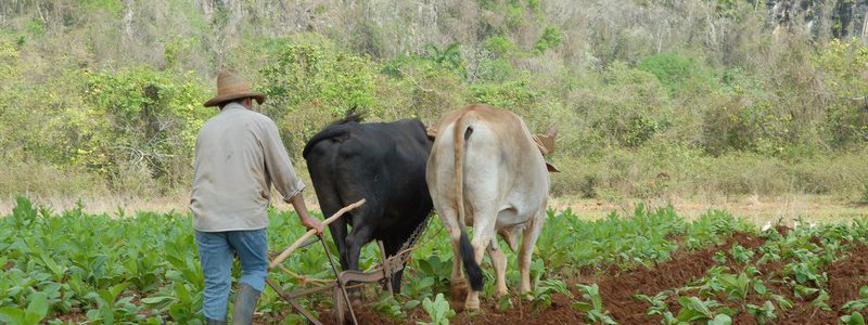 Tour Havana Vinales Popular (PRIVATE)