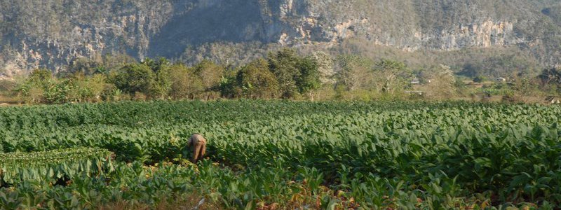 Tour Habana-Vinales 2 (PRIVATE)